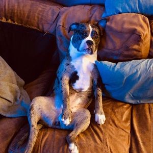 Meet your Posher, Chip